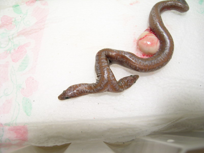 2 headed 66% Het Limburg Albino Rosy Boa