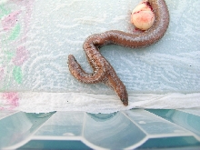 (2) 2 headed 66% Het Limburg Albino Rosy Boa