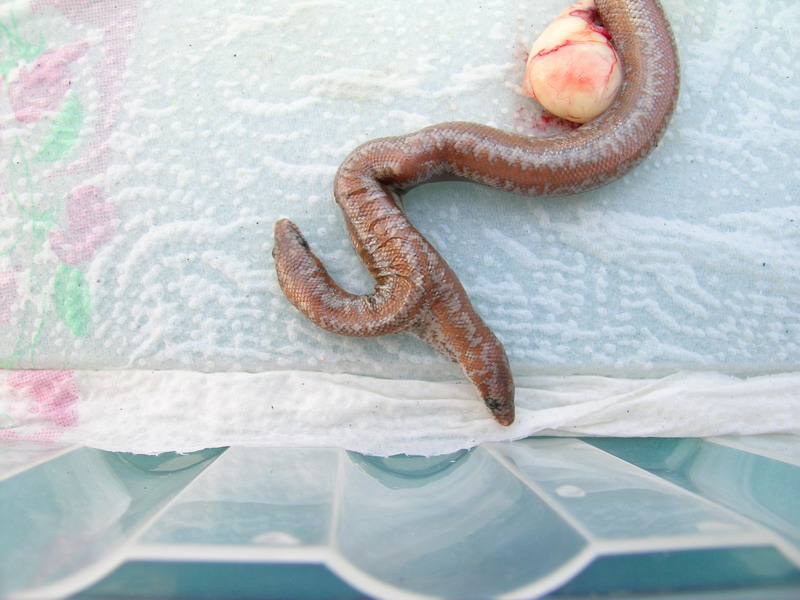 (2) 2 headed 66% Het Limburg Albino Rosy Boa
