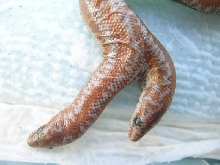 (3) 2 headed 66% Het Limburg Albino Rosy Boa