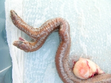 (4) 2 headed 66% Het Limburg Albino Rosy Boa