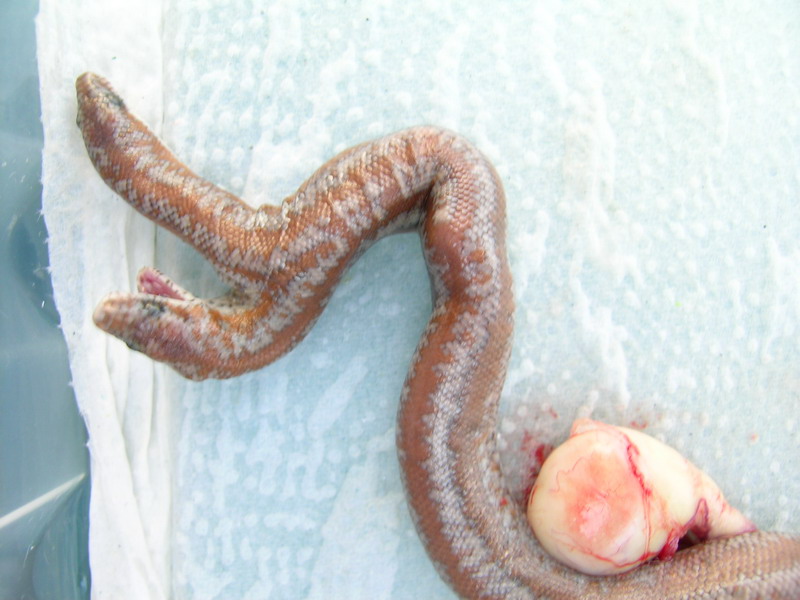 (4) 2 headed 66% Het Limburg Albino Rosy Boa