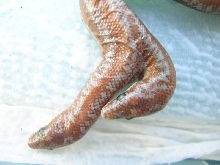 (5) 2 headed 66% Het Limburg Rosy Boa