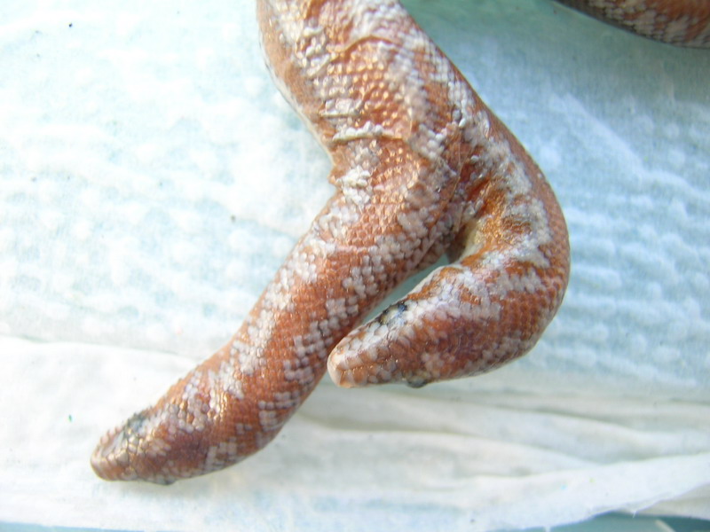 (5) 2 headed 66% Het Limburg Rosy Boa