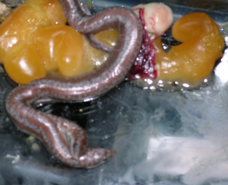 (6) 2 headed 66% Het Limburg Rosy Boa