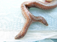 (7) 2 headed 66% Het Limburg Rosy Boa