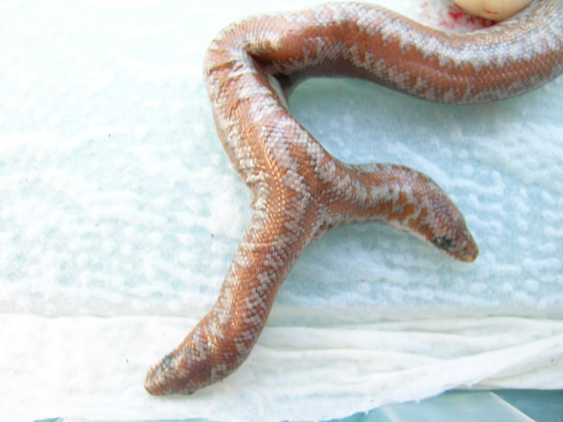 (7) 2 headed 66% Het Limburg Rosy Boa