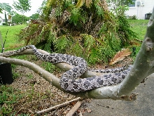 Anery male