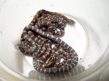 hatchling babies