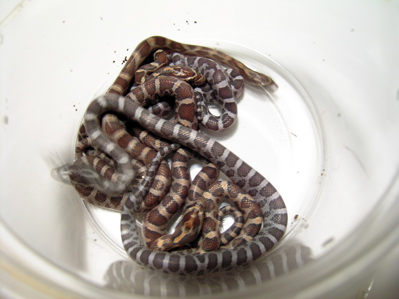 hatchling babies