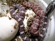 Hatchling Anery and Normal