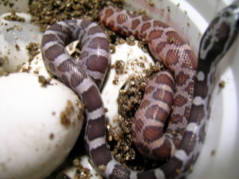 Hatchling Anery and Normal