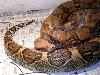 female and male sick boas
