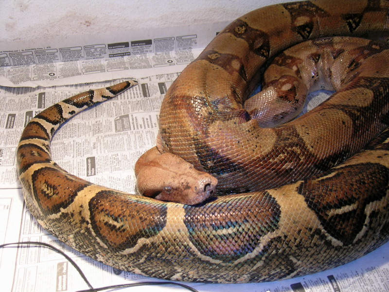 female and male sick boas