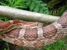 Female