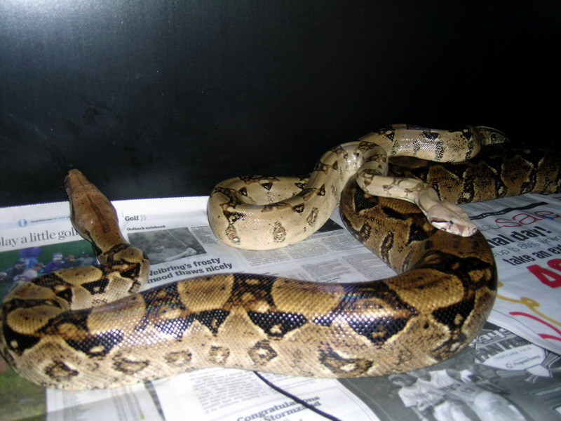 Columbian Female and Jungle Male