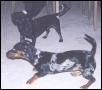Playing with Boyfriend Oscar