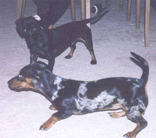 Playing with Boyfriend Oscar