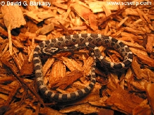 my corn when i first got it