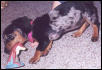 Puppy plays with Jar Jar Binks Toy