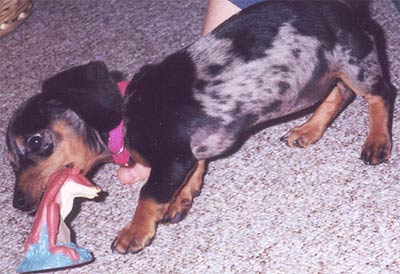 Puppy plays with Jar Jar Binks Toy