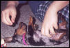 Winnie as a Puppy