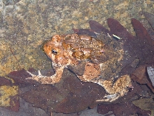 toads