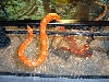 Albino motley