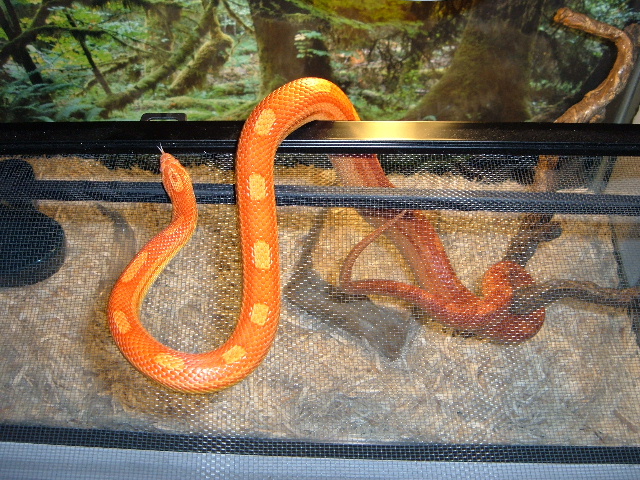 Albino motley
