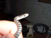 baby snake