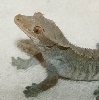 Falkor
