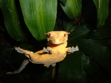 crested gecko