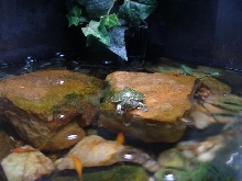 yellow belly slider