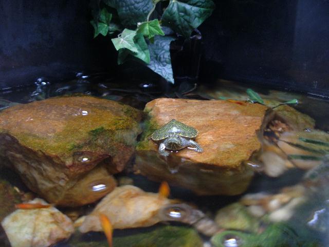 yellow belly slider