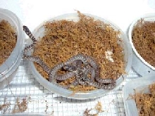 hatchlings