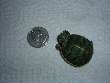 Yellow-bellied slider
