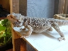 bearded dragon