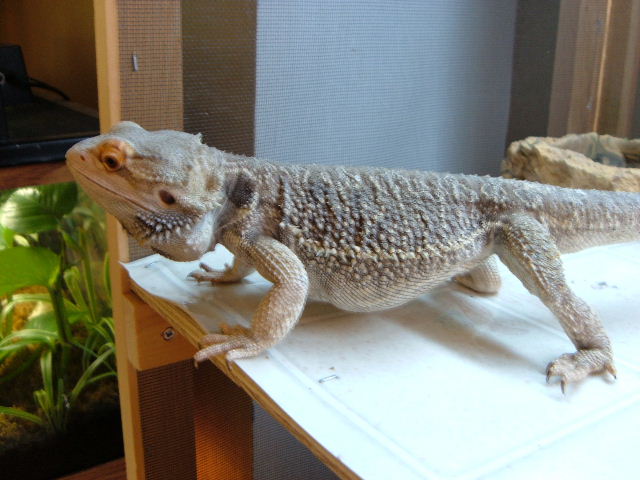 bearded dragon