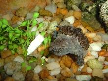 common snapper