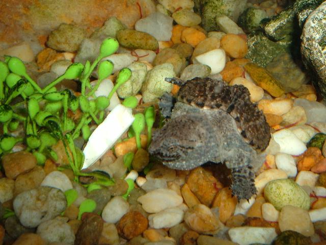 common snapper