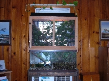water dragon cage