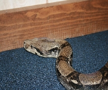 Anery female 66% het snow
