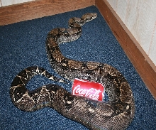 Anery female 66%het snow