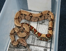 jungle het albino