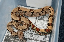 jungle het albino 2