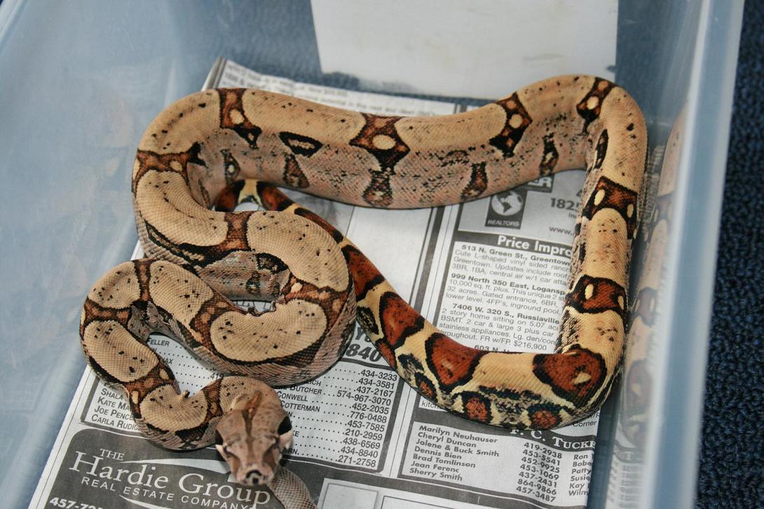jungle het albino 2