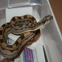 motley male 07