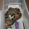 motley male 07