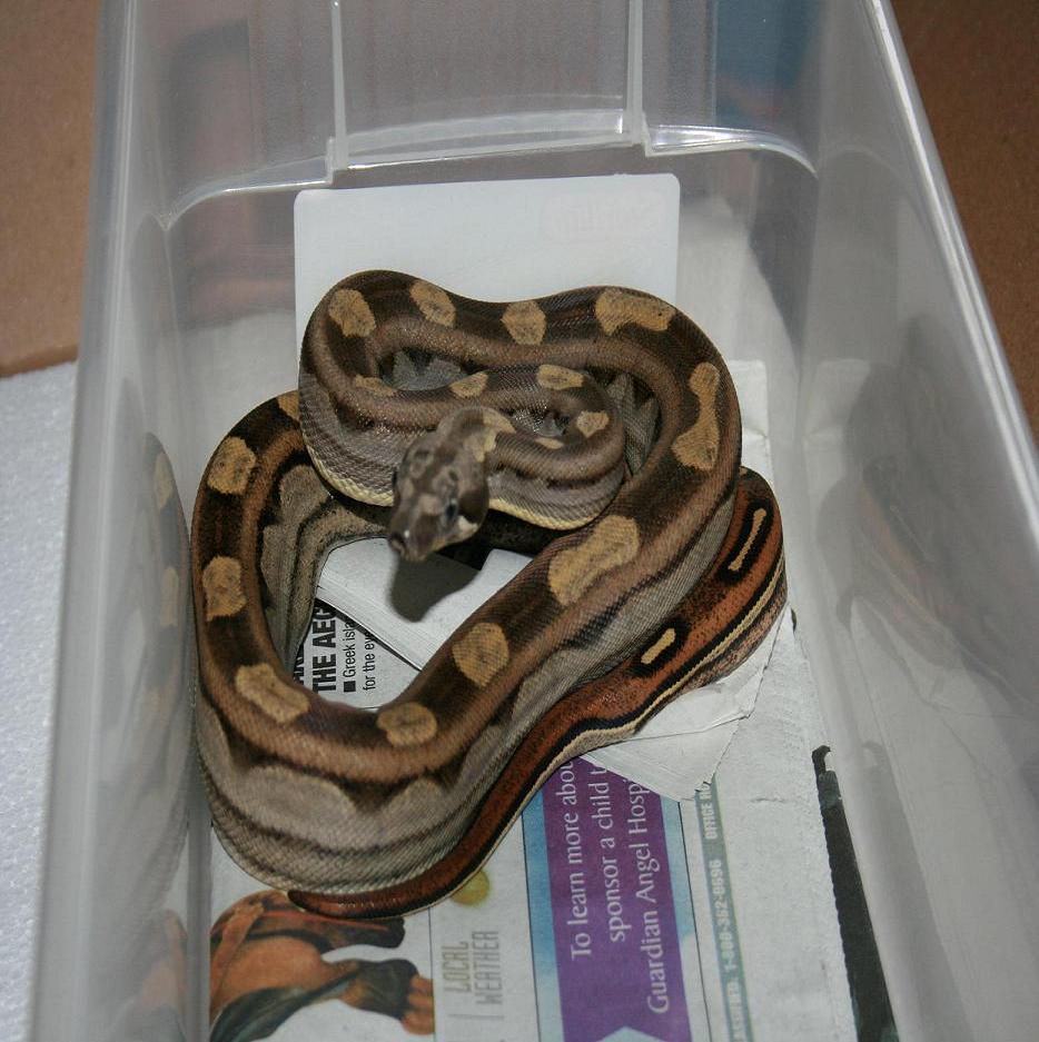 motley male 07