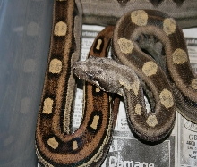 fresh shed!